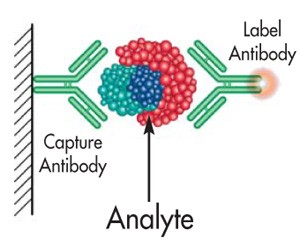 Scantibodies