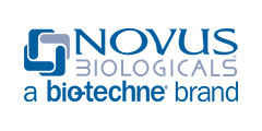 Novus